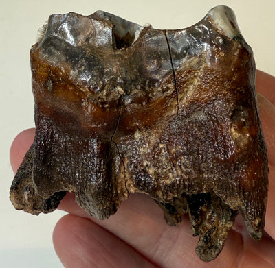 0.0 NEW! PARTIAL MAMMOTH MOLAR