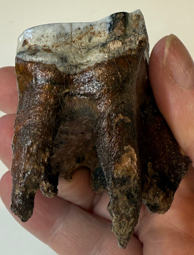 0.0 NEW! PARTIAL MAMMOTH MOLAR