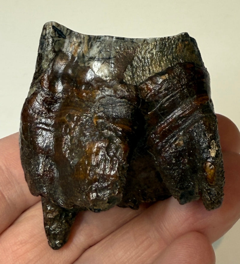 0.0 NEW! PARTIAL MAMMOTH MOLAR