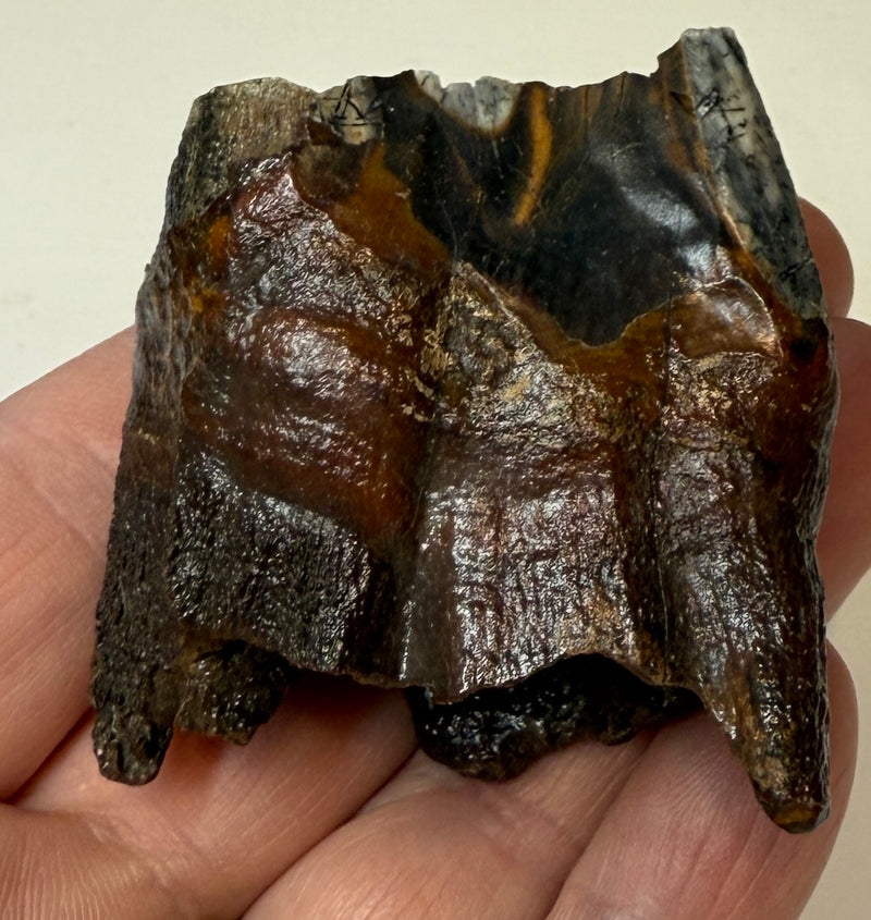 0.0 NEW! PARTIAL MAMMOTH MOLAR