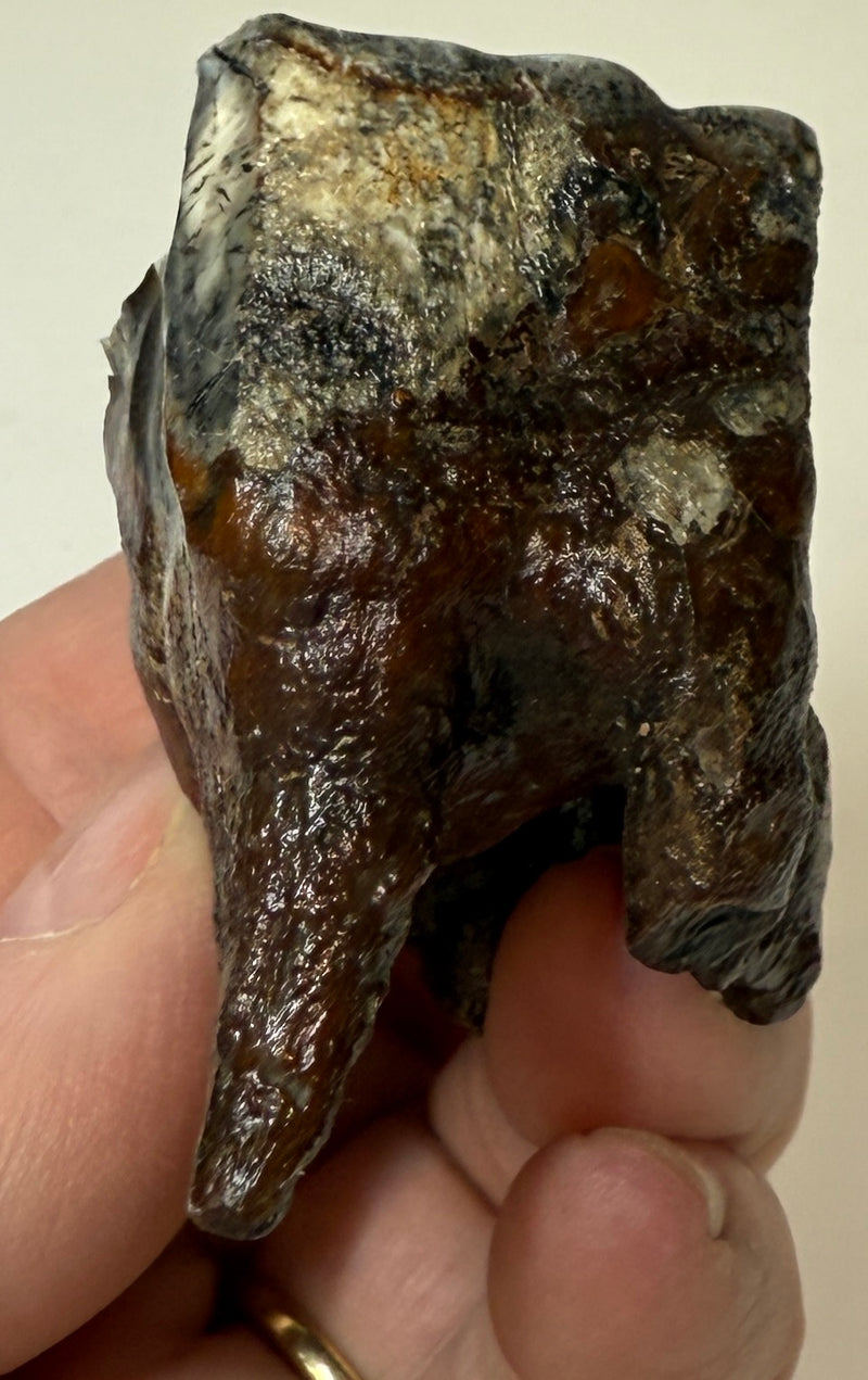 0.0 NEW! PARTIAL MAMMOTH MOLAR