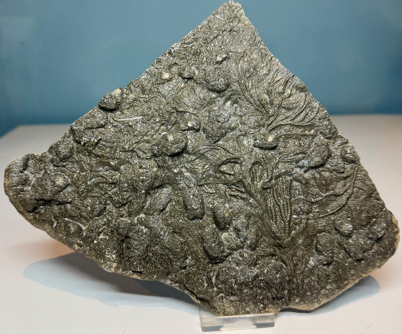 0.0 NEW! CRINOID