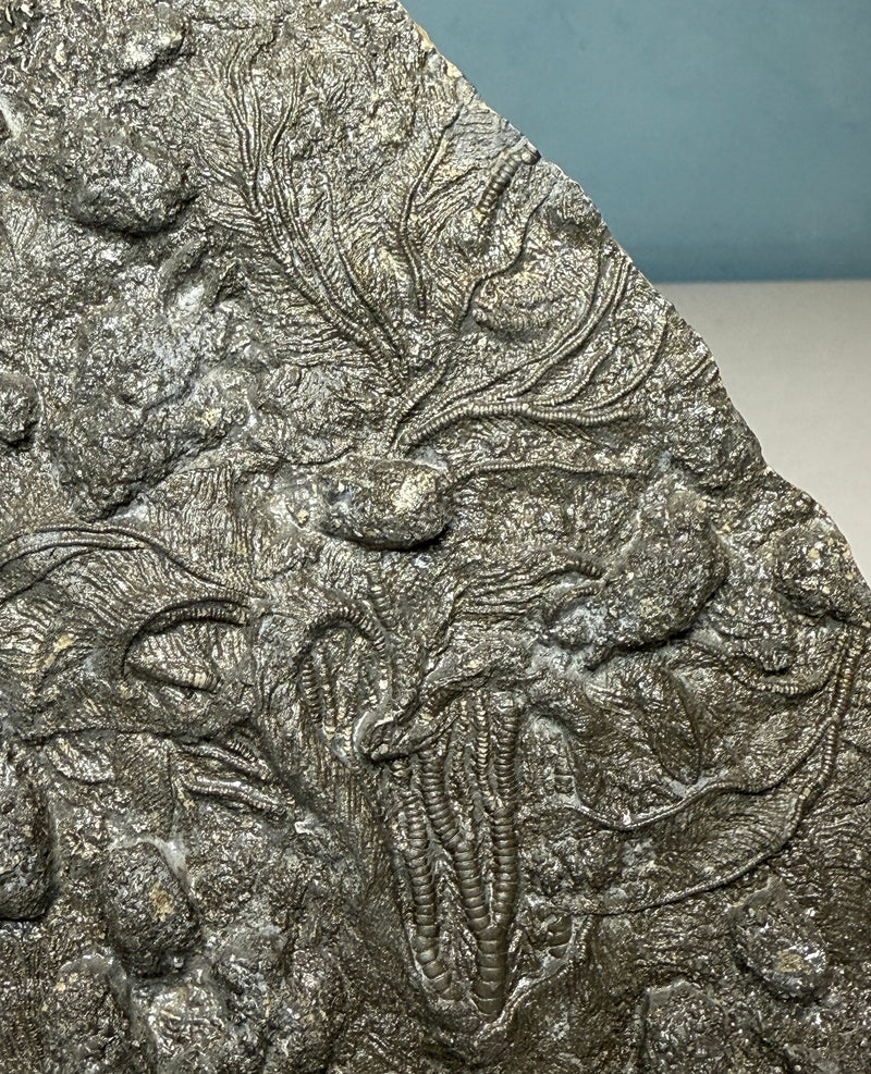 0.0 NEW! CRINOID