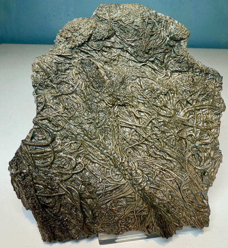 0.0 NEW! CRINOID