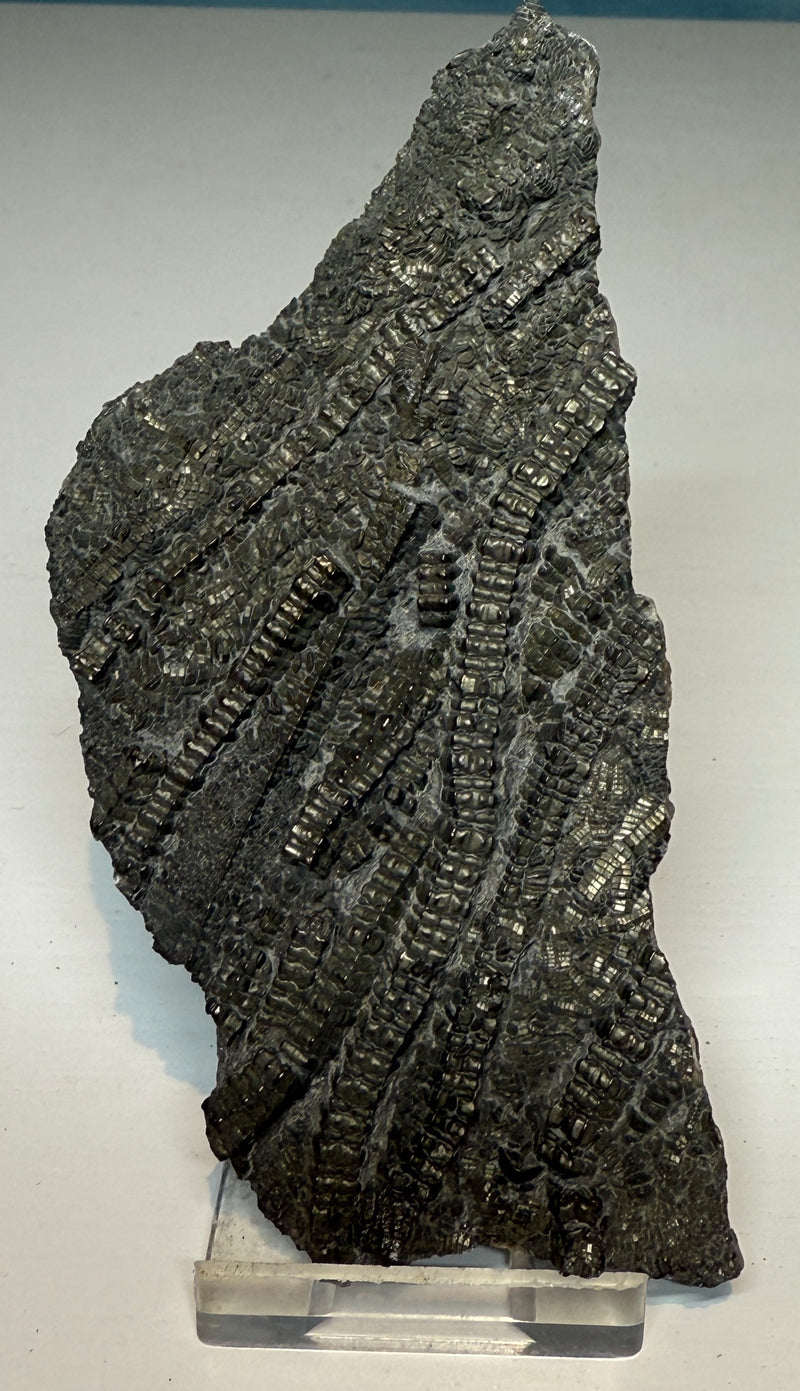 0.0 NEW! CRINOID