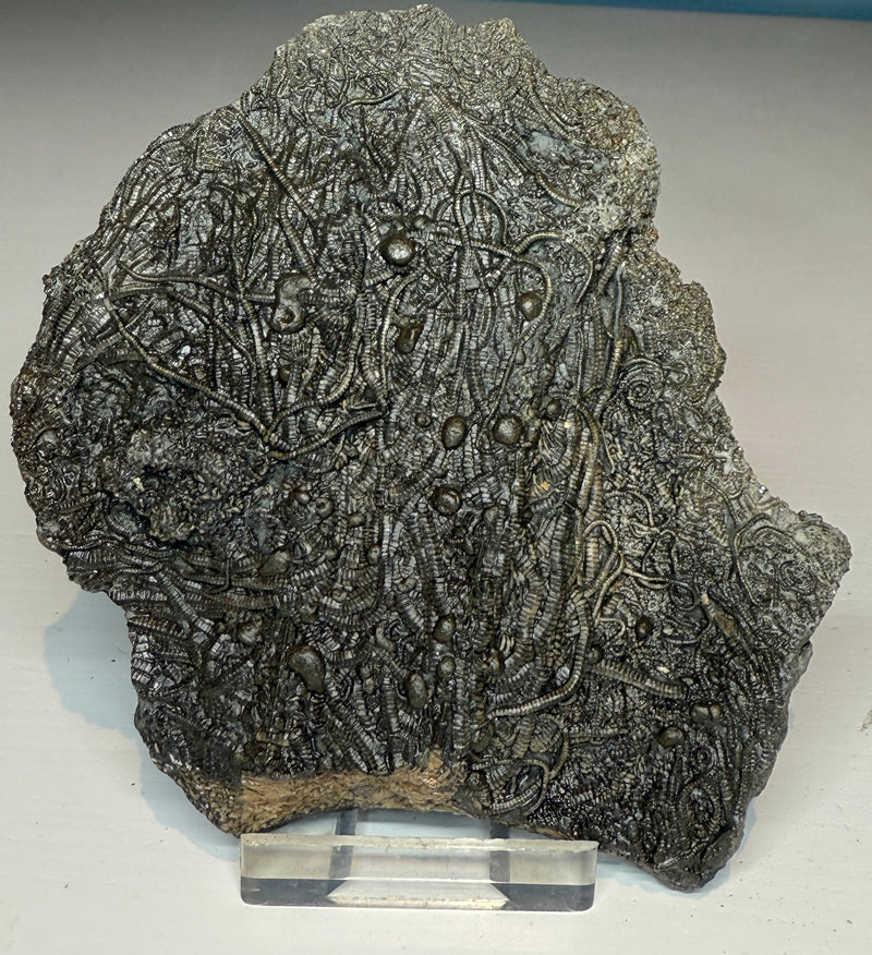 0.0 NEW! CRINOID