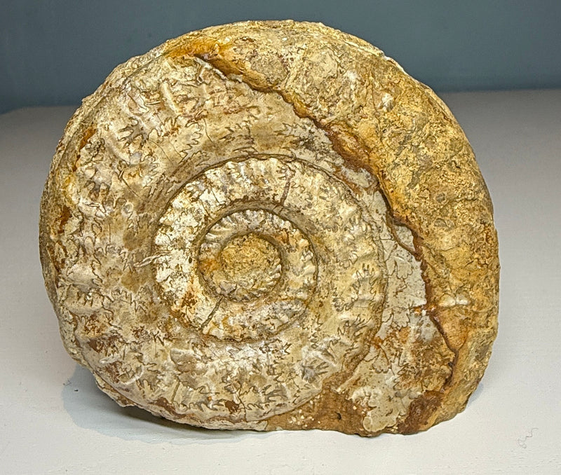 0.0 NEW! HILDOCERAS AMMONITE