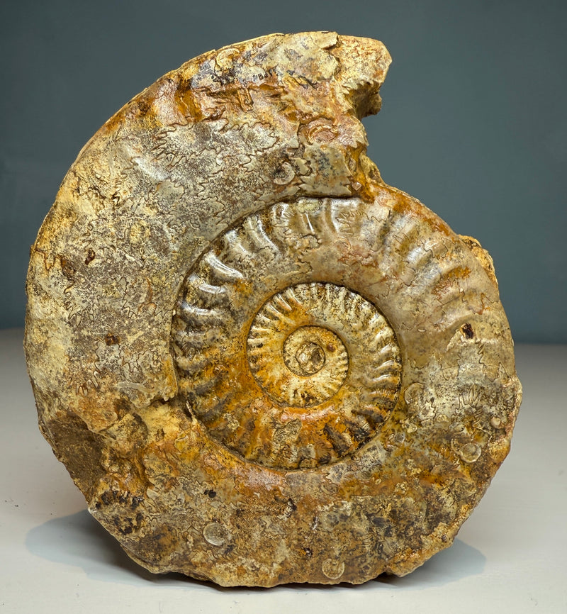 0.0 NEW! HILDOCERAS AMMONITE