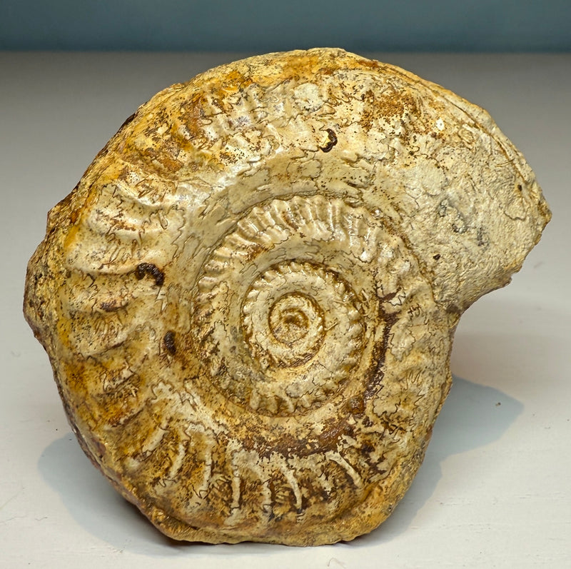 0.0 NEW! HILDOCERAS AMMONITE