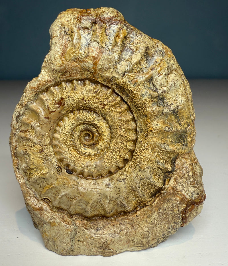 0.0 NEW! HILDOCERAS AMMONITE