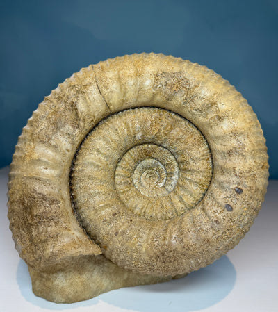 0.0 NEW!  STEPHANOCERAS AMMONITE