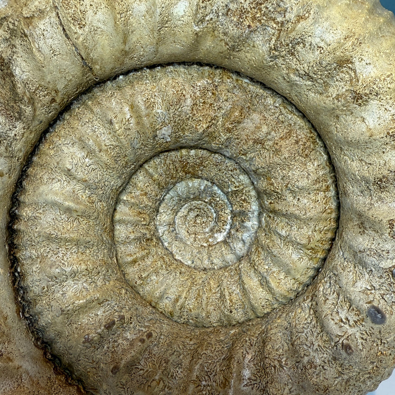 0.0 NEW!  STEPHANOCERAS AMMONITE