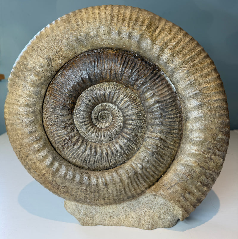 0.0 NEW!  STEPHANOCERAS AMMONITE