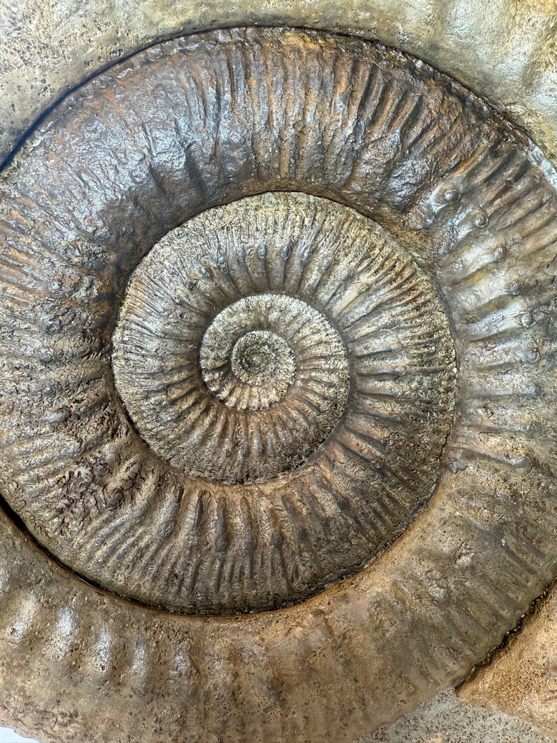 0.0 NEW!  STEPHANOCERAS AMMONITE