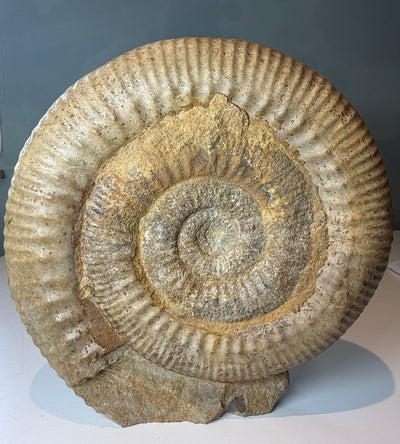 0.0 NEW!  STEPHANOCERAS AMMONITE