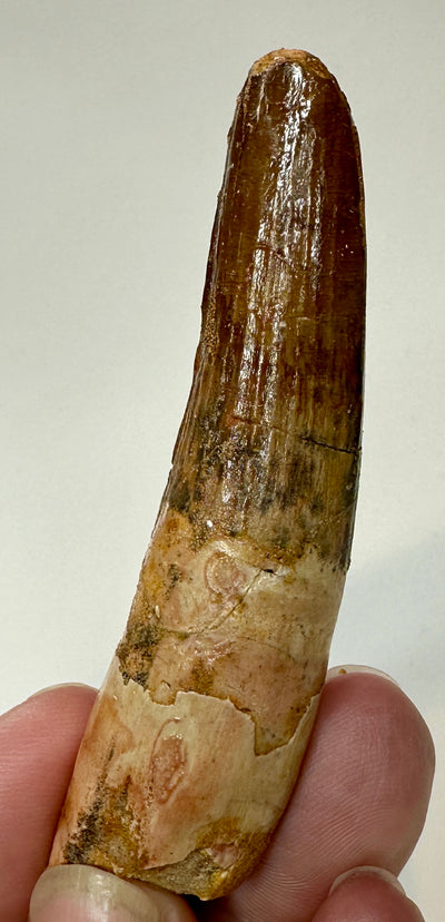 SPINOSAUR TOOTH