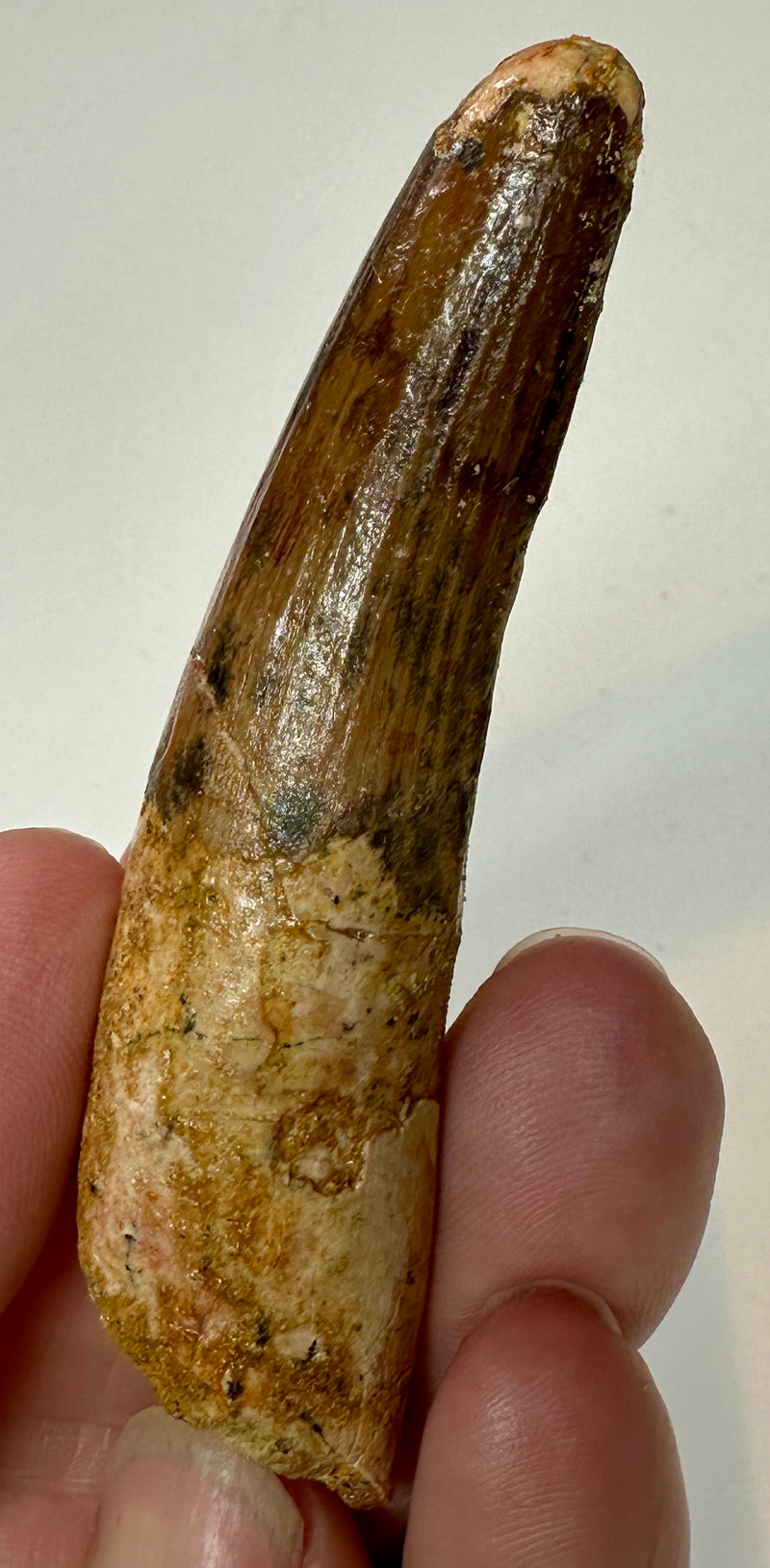 SPINOSAUR TOOTH