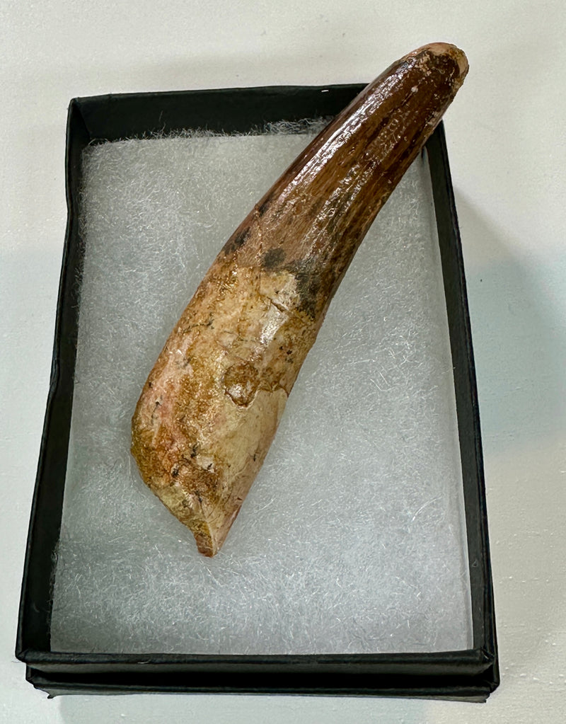 SPINOSAUR TOOTH