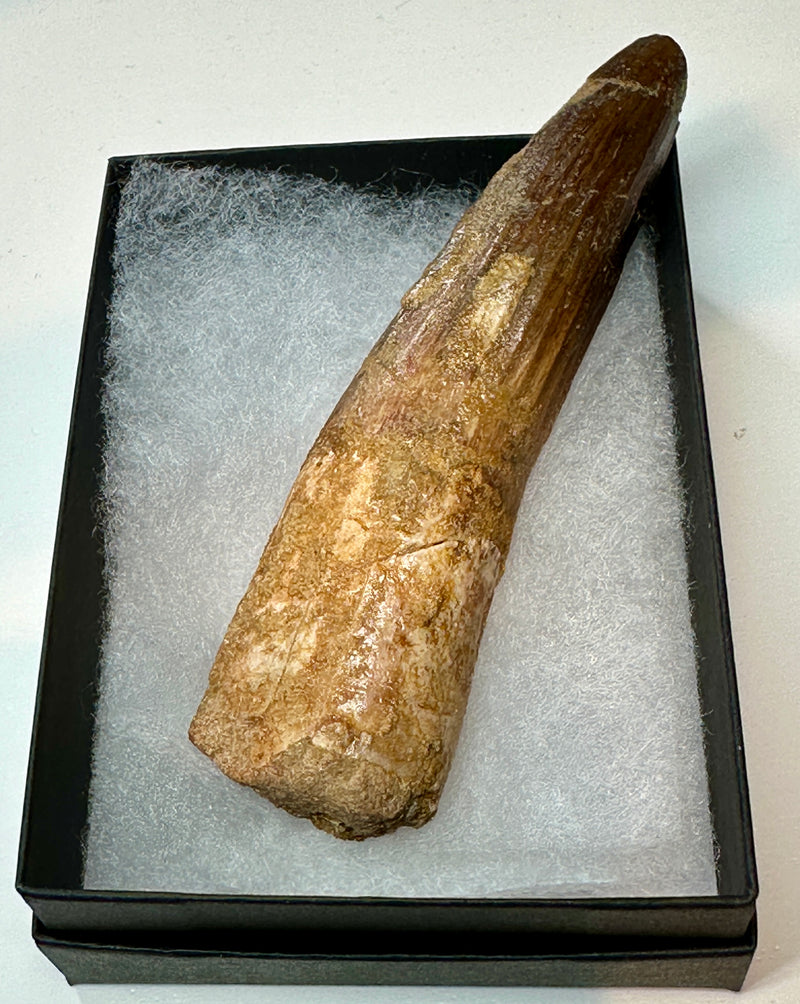 SPINOSAUR TOOTH