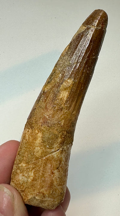 SPINOSAUR TOOTH