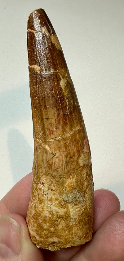 SPINOSAUR TOOTH