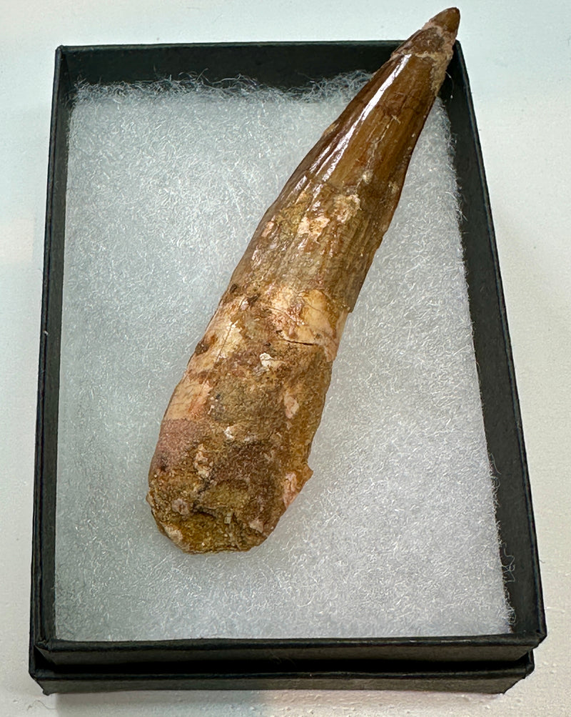 SPINOSAUR TOOTH