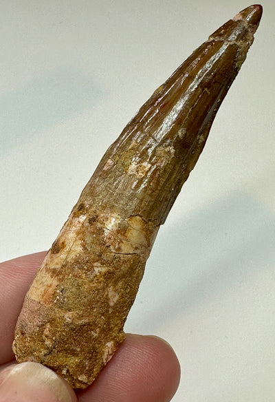 SPINOSAUR TOOTH