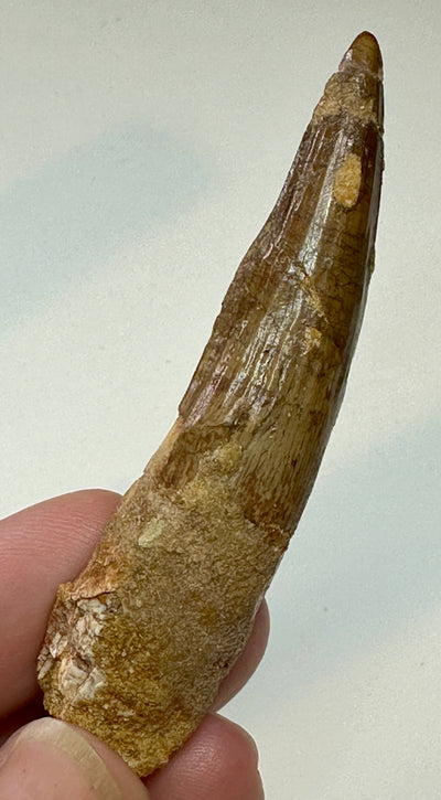 SPINOSAUR TOOTH