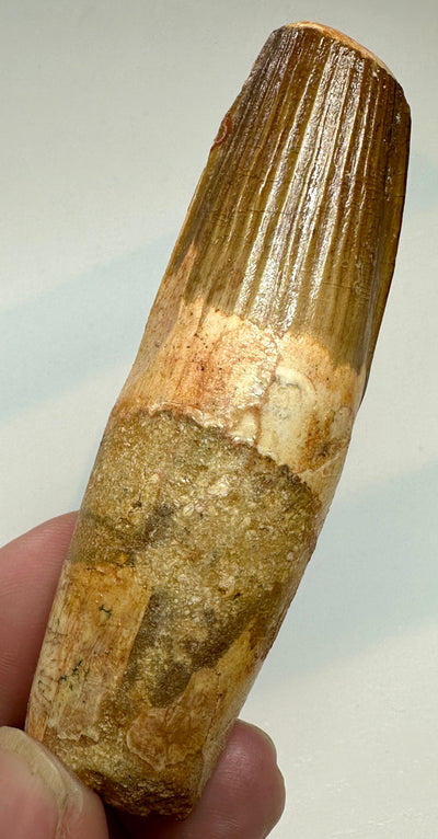 SPINOSAUR TOOTH