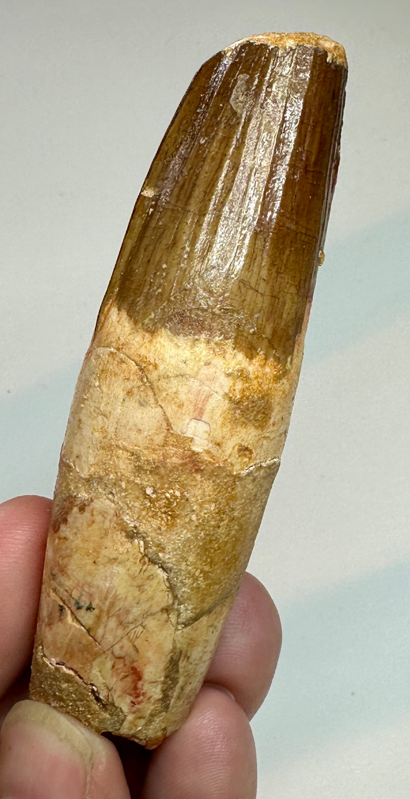 SPINOSAUR TOOTH