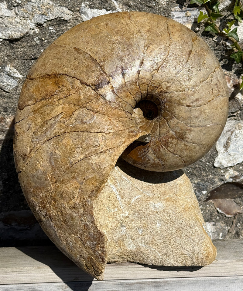 NEW! NAUTILUS