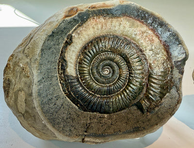 NEW! DACTYLIOCERAS  POS & NEG