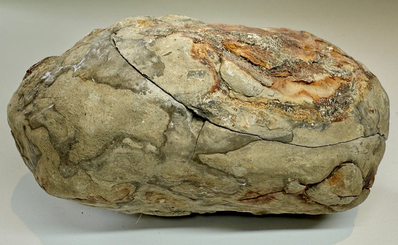 NEW! DACTYLIOCERAS  POS & NEG