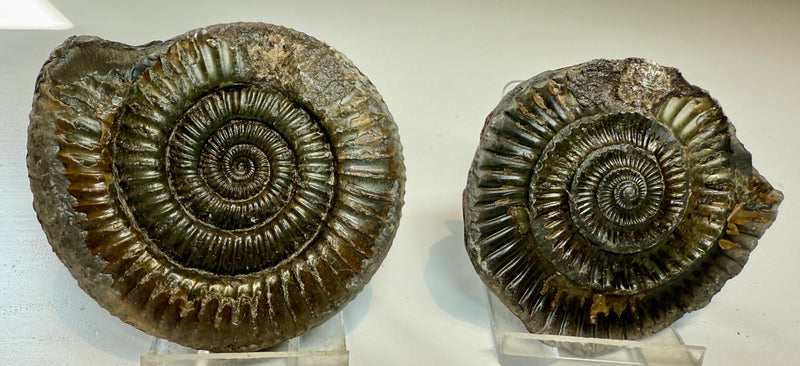 NEW! DACTYLIOCERAS  POS & NEG