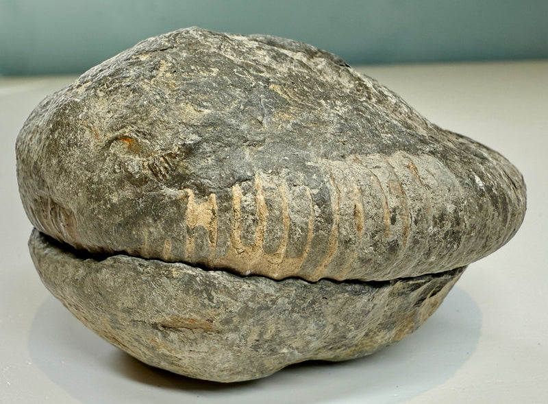 NEW! DACTYLIOCERAS  POS & NEG