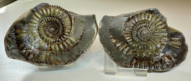 NEW! DACTYLIOCERAS  POS & NEG