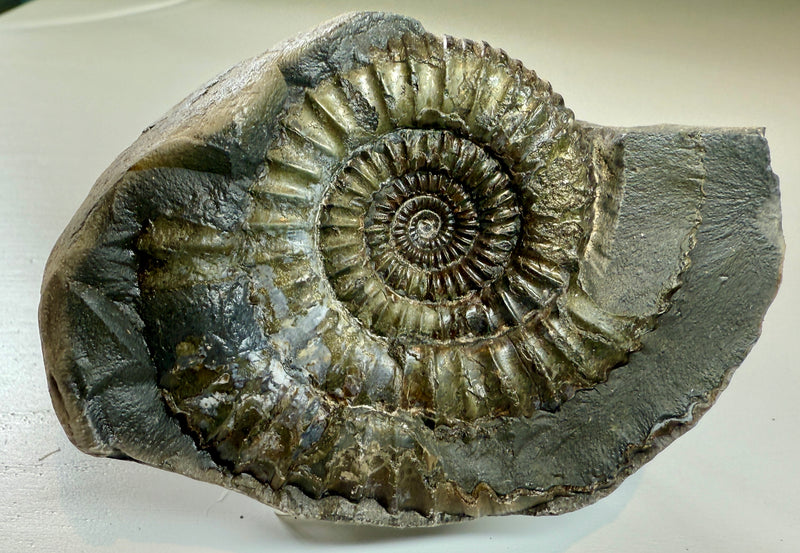 NEW! DACTYLIOCERAS  POS & NEG