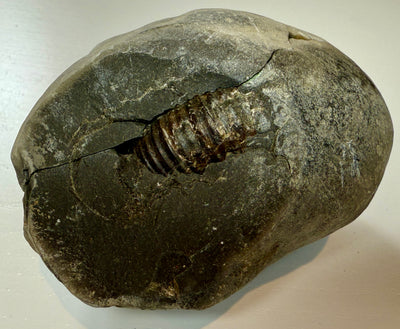 NEW! DACTYLIOCERAS  POS & NEG