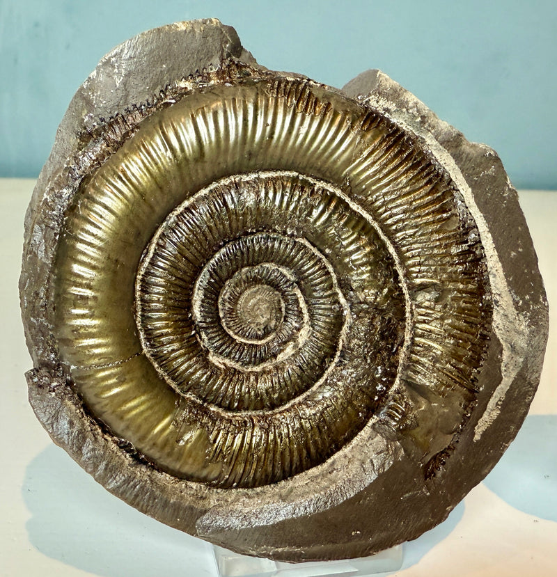 NEW! DACTYLIOCERAS  POS & NEG