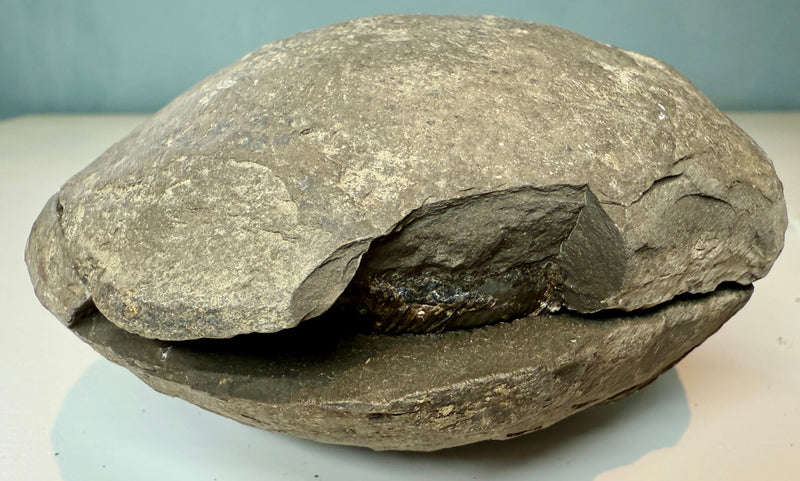 NEW! DACTYLIOCERAS  POS & NEG