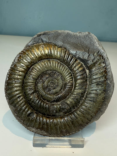 NEW! DACTYLIOCERAS  POS & NEG