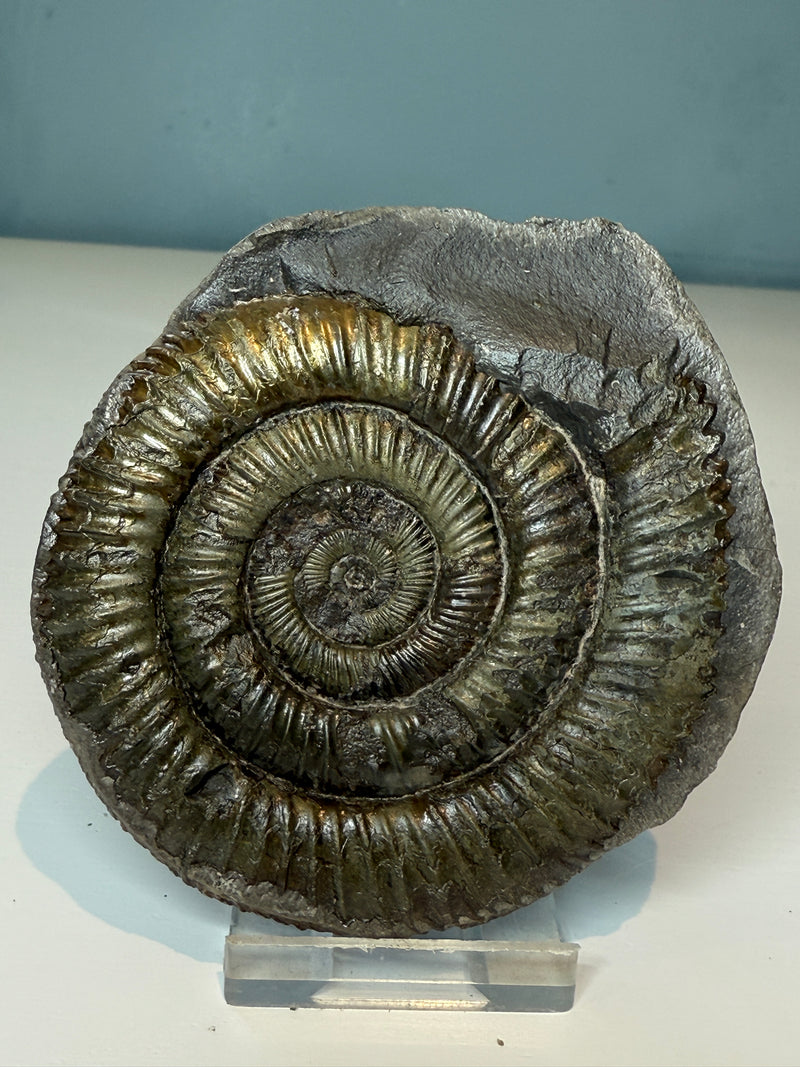 NEW! DACTYLIOCERAS  POS & NEG