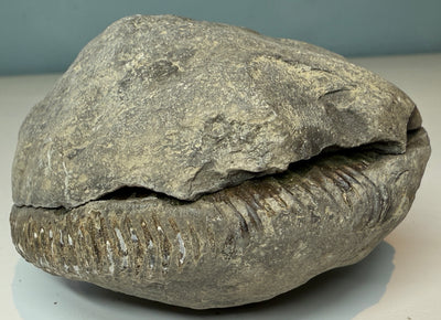 NEW! DACTYLIOCERAS  POS & NEG