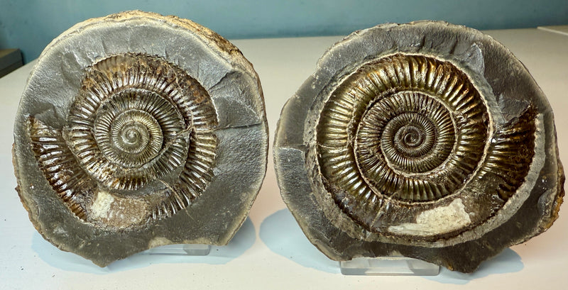 NEW! DACTYLIOCERAS  POS & NEG