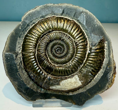 NEW! DACTYLIOCERAS  POS & NEG