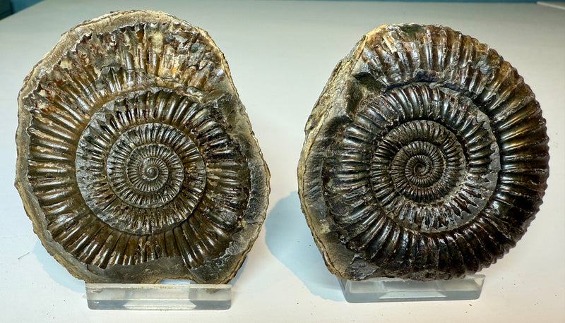 NEW! DACTYLIOCERAS  POS & NEG