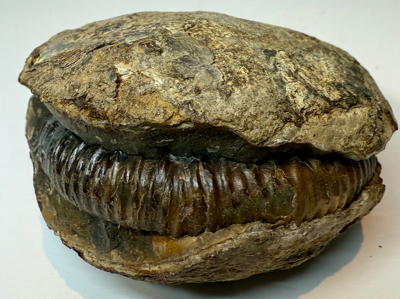 NEW! DACTYLIOCERAS  POS & NEG