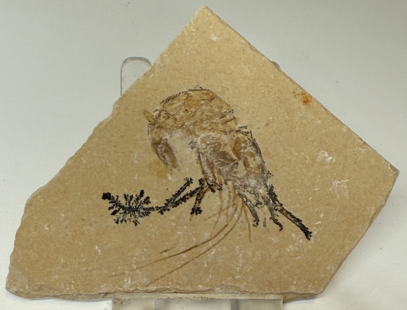 NEW! CARPOPENAEUS/shrimp