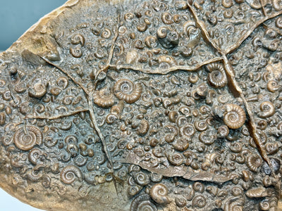 NEW! EPOPHIOCERAS in a PROMICROCERAS bed, other ammonite species to