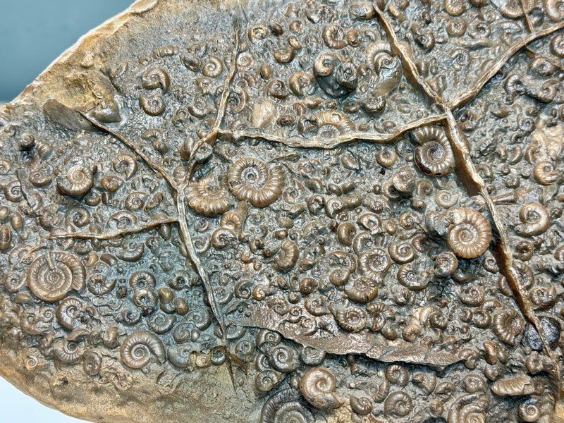 NEW! EPOPHIOCERAS in a PROMICROCERAS bed, other ammonite species to